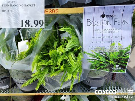 costco ferns 2024|More.